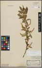 Foto von Salix alba L. x Salix fragilis L.
